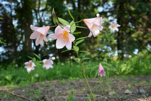 Photo, otome lily, flower, hokkaido, 