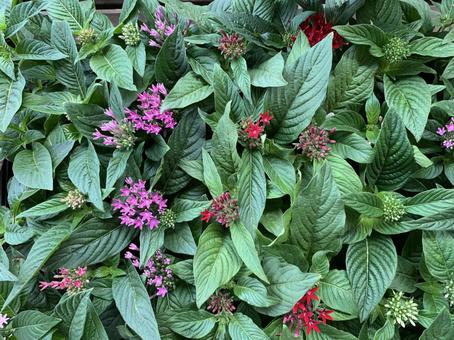 ペンタス 花 ペンタス 花 ガーデニング,園芸,夏の写真素材