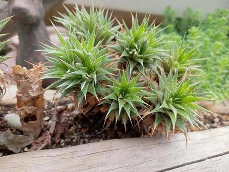 デウテロコニア デウテロコニア 多肉植物,ガーデニング,庭の写真素材