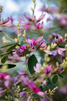 ハギ ハギの写真