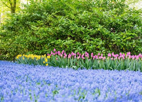 Photo, キ ュ ー ケ ン ホ フ park, netherlands, amsterdam, 