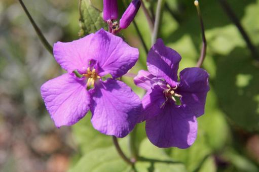 Photo, great altace, a flower, 4 petals, 