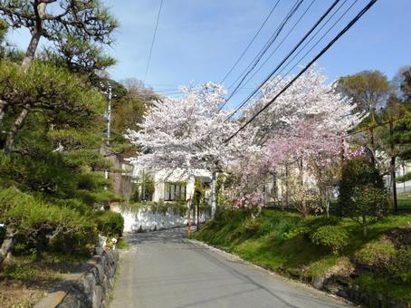 桜の花と庭木が映える郊外の住宅地 桜の花と庭木が映える郊外の住宅地 木,植物,植木の写真素材