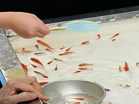 夏祭りの屋台 金魚すくい 夏祭りの屋台 金魚すくいの写真