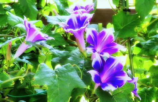 青紫の出雲朝顔の花 青紫の出雲朝顔の花の写真