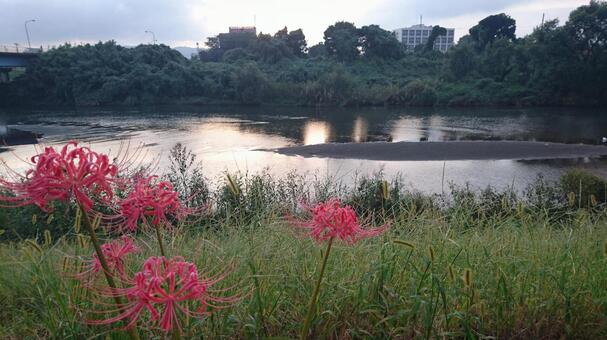 夕方の川と彼岸花 夕方の川と彼岸花の写真