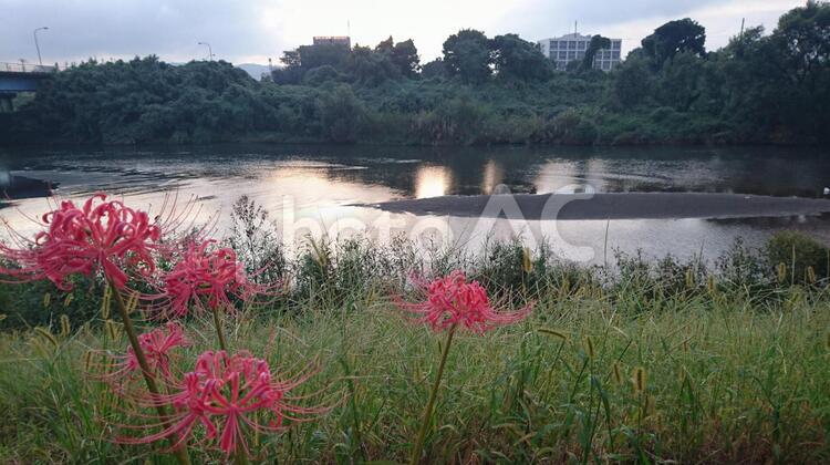 夕方の川と彼岸花 何人もありません,季節,屋外での写真素材