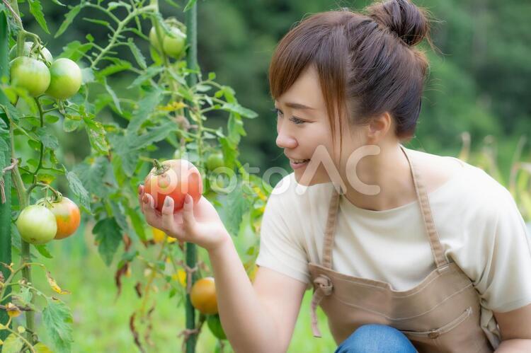 トマトを栽培する女性 家庭菜園,野菜,農業体験の写真素材