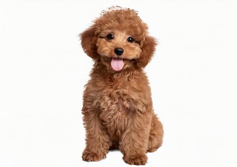 トイプードル犬の写真