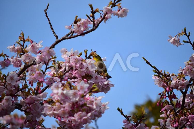 ＜春のイメージ＞河津桜とメジロ 河津桜,頼朝桜,桜の写真素材