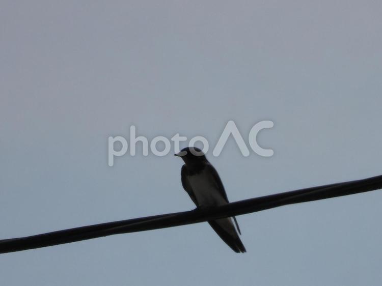 近所の電線に止まった燕 鳥,初夏,雀の写真素材