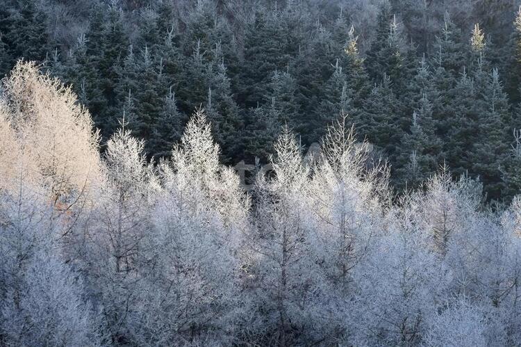 樹氷のついた針葉樹林 樹氷,冬景色,幻想的の写真素材