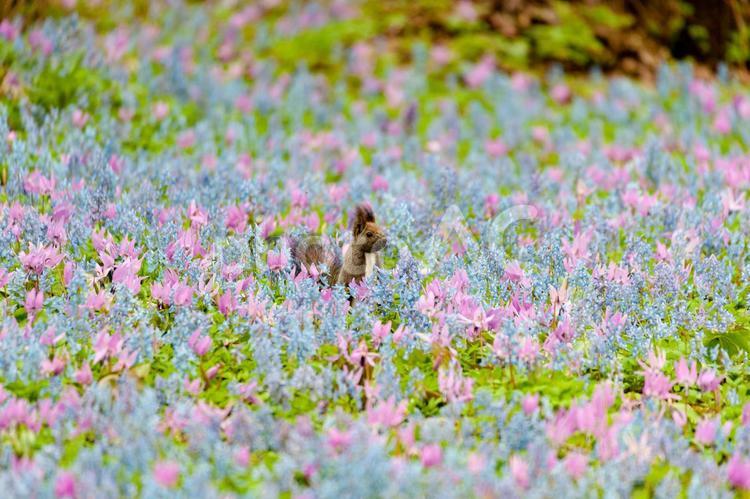 花畑とエゾリス エゾリス,リス,エゾエンゴサクの写真素材