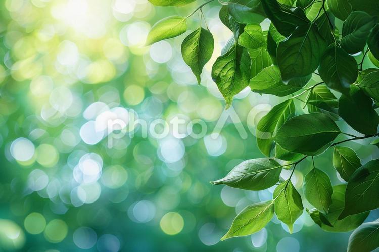 透き通る新緑と優しい玉ボケ背景 新緑,玉ボケ,葉の写真素材