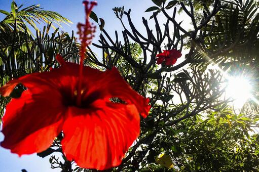 逆光の赤いハイビスカスとフレア ハイビスカス,花,赤の写真素材