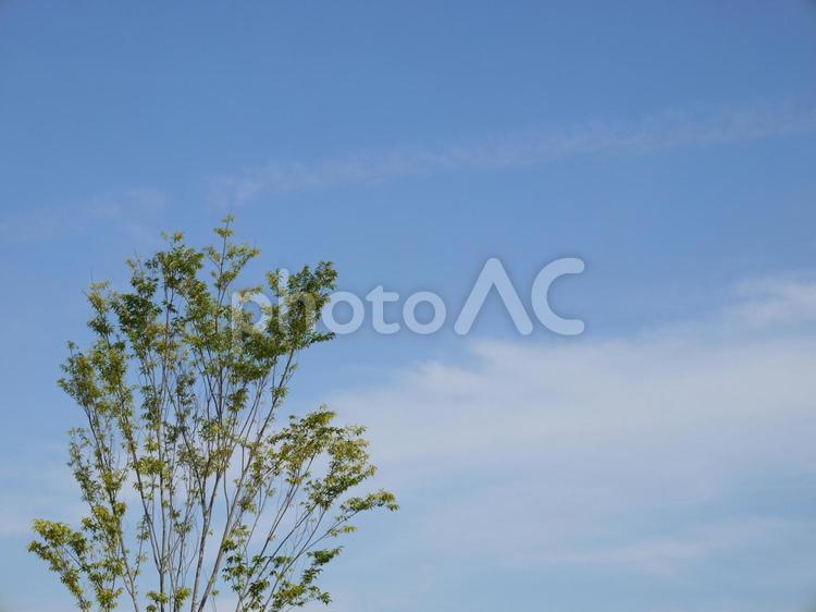 青空と樹木 青空,空,樹木の写真素材