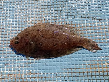 釣ったタマガンゾウビラメ タマガンゾウビラメ,ガンゾウガレイ,デビラの写真素材