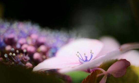 Language Of Flowers #10 Language Of Flowers #10の写真