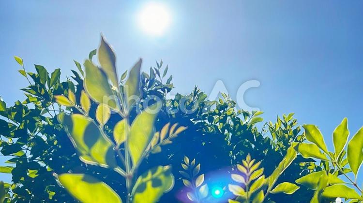 初夏の木洩れ日　新緑の葉と太陽の光 新緑,木漏れ日,芽吹きの写真素材