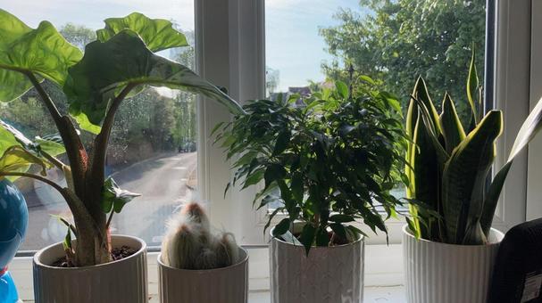 観葉植物 観葉植物 観葉植物,窓際,インテリアの写真素材