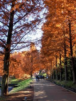 秋の子どもの森公園・メタセコイア・飯能市 秋,メタセコイア,並木の写真素材