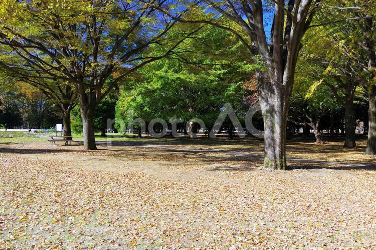 公園の風景 代々木公園,くつろぐ,青空の写真素材