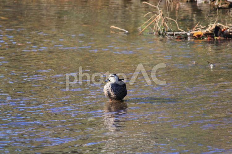 右の方向を見つめるカモ カモ,鴨,鳥の写真素材