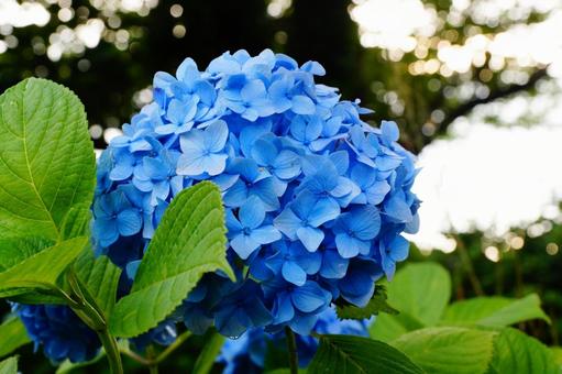あじさい あじさい 紫陽花,植物,6月の写真素材