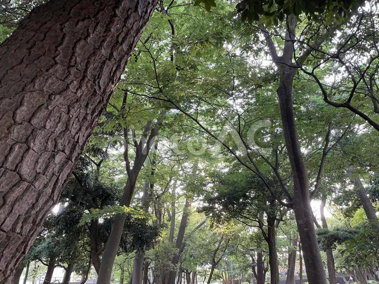 新緑からの木漏れ日 森林,森,林の写真素材
