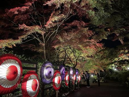 紅葉 紅葉の写真
