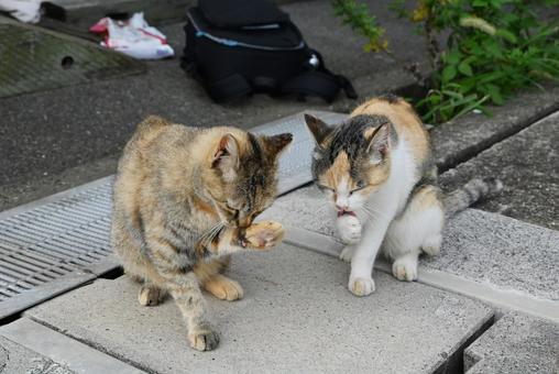 走島のにゃんこ達 走島のにゃんこ達の写真