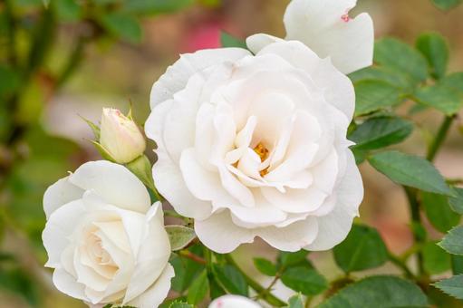 秋のバラ(24) 秋のバラ(24) 花,バラ,秋の写真素材