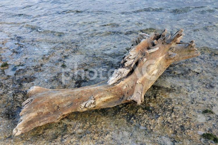流木　沖縄の海 流木,漂流物,漂着物の写真素材