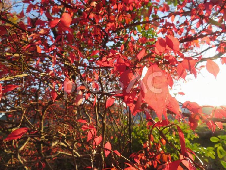 陽に照らされたニシキギ ニシキギ,錦木,紅葉の写真素材