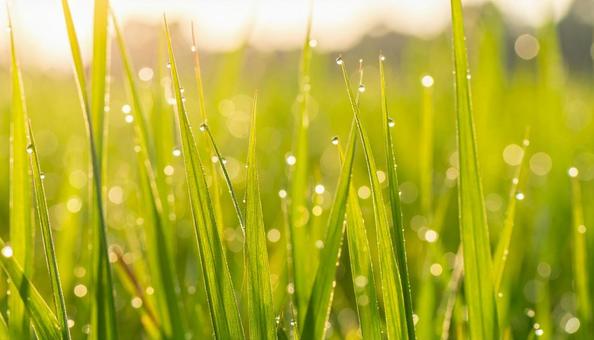 朝露に輝く新緑の草 朝露に輝く新緑の草の写真