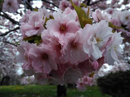 桜の花のアップ 桜の花のアップの写真