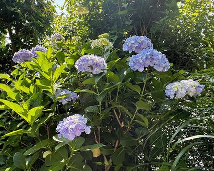 紫陽花 紫陽花の写真