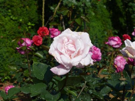 花壇の小さな赤いバラ、大きなピンクのバラ 花壇の小さな赤いバラ、大きなピンクのバラの写真