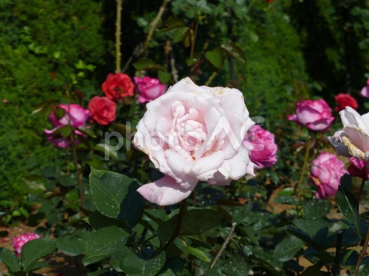 花壇の小さな赤いバラ、大きなピンクのバラ バラ,花,植物の写真素材