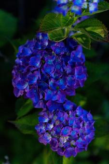 紫のあじさい あじさい,梅雨,花の写真素材