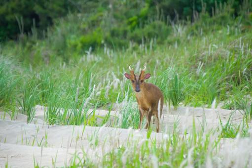 縄張り 縄張りの写真