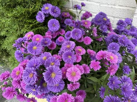 花壇の花 花,カラフル,ピンクの写真素材