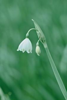 Photo, flower, a flower, plant, 
