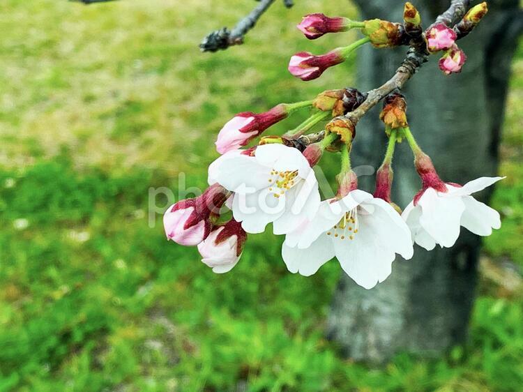 桜の花と緑の背景4 桜,さくら,サクラの写真素材