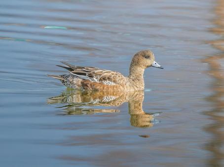 池を泳ぐヒドリガモ 池を泳ぐヒドリガモ ヒドリガモ,カモ,鴨の写真素材