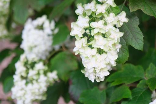 紫陽花 紫陽花の写真