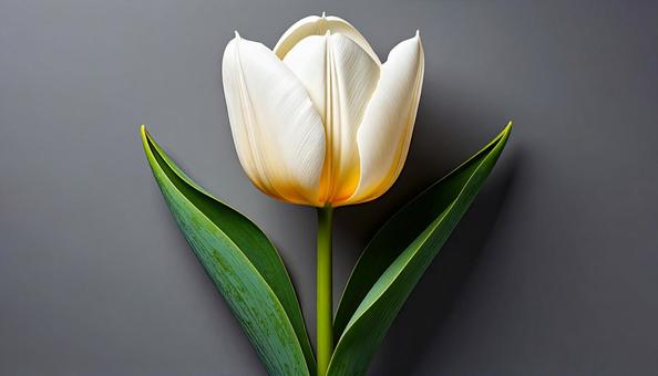 一輪のチューリップの花 一輪のチューリップの花の写真