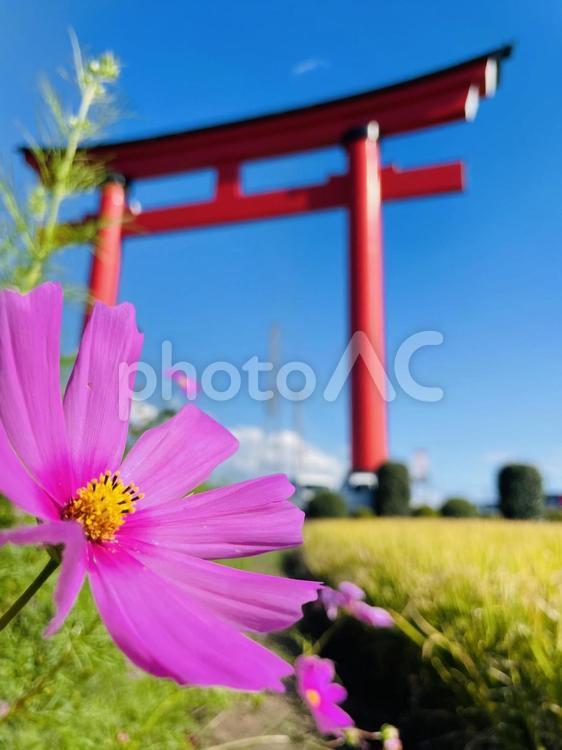 鳥居とコスモス 鳥居,コスモス,秋の写真素材