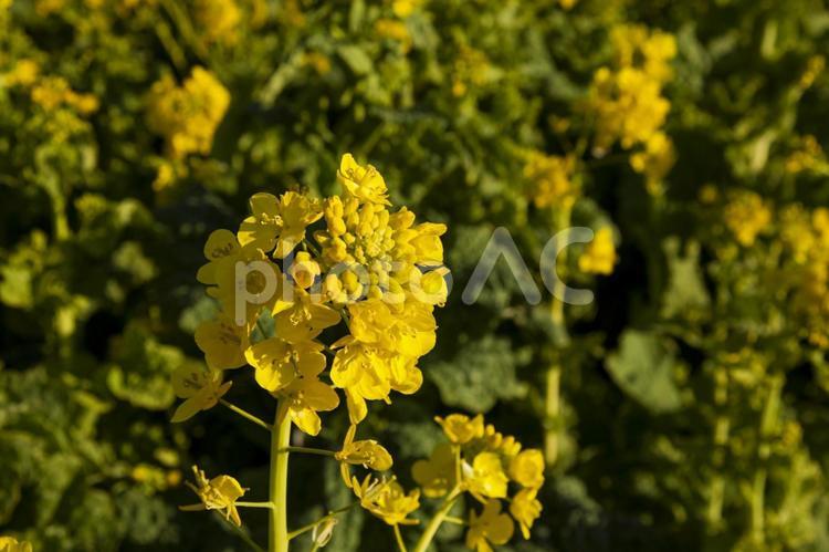 菜の花まつり41（田原市堀切町） 菜の花,菜の花まつり,田原市の写真素材