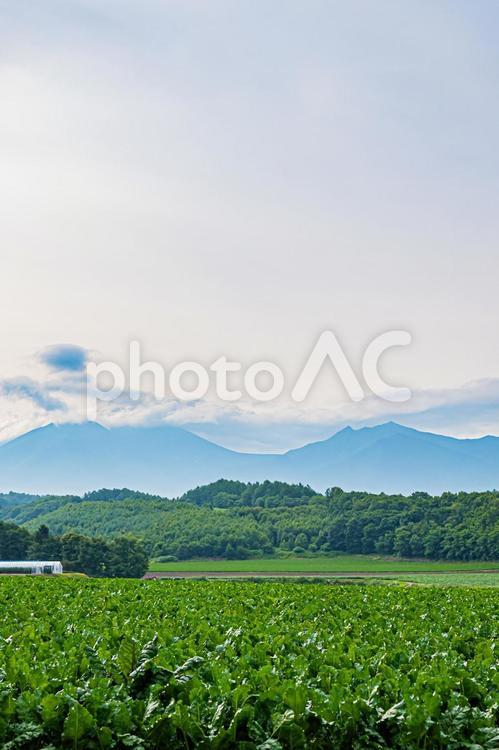 富良野の夏の風景 景色,hokkaido,北海道の写真素材